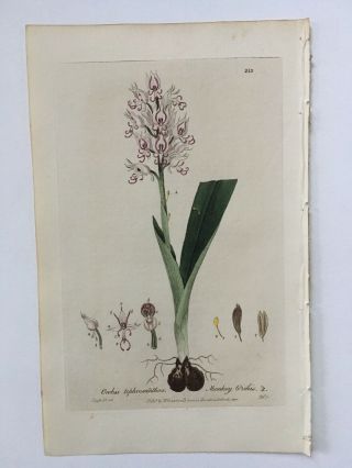 Baxter Botanical Handcolored Engraving Orchis Italica Or Naked Man Orchid 1837
