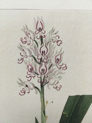 Baxter Botanical handcolored engraving ORCHIS ITALICA or NAKED MAN ORCHID 1837 2