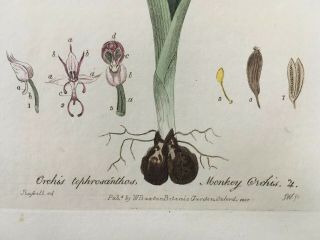Baxter Botanical handcolored engraving ORCHIS ITALICA or NAKED MAN ORCHID 1837 3