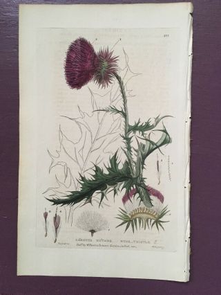 Baxter Botanical Handcolored Engraving Carduus Nutans Or Musk Thistle 1836