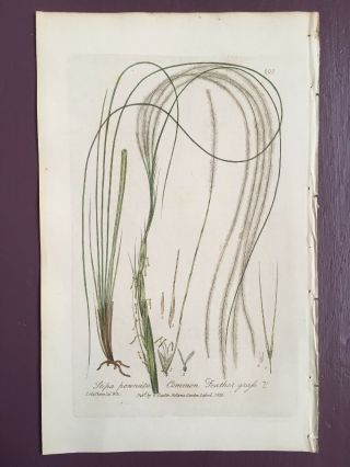 Baxter Botanical Handcolored Engraving Feather Grass Or Stipa Pennata 1836