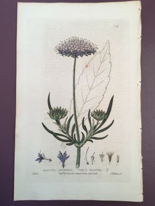 Baxter Botanical Handcolored Engraving Knautia Arvensis Or Field Scabeous 1836