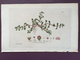 Baxter Botanical Handcolored Engraving Water Purslane Or Peplis Portula 1837