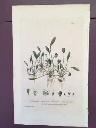 Baxter Botanical Handcolored Engraving Water Mudwort Or Limosella Aquatica 1836