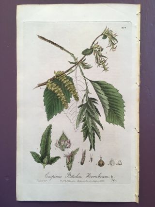 Baxter Botanical Handcolored Engraving Carpinus Betulus Or Common Hornbeam 1837