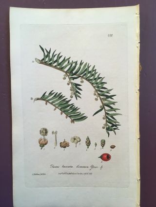 Baxter Botanical Handcolored Engraving Common Yew Or Taxus Baccata 1837