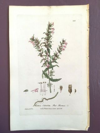 Baxter Botanical Handcolored Engraving Bartsia Odontites Or Red Bartsia