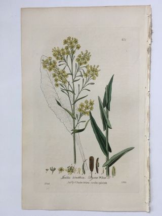 Baxter Botanical Handcolored Engraving Isatis Tinctoria Or Dyer 