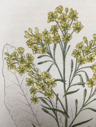 Baxter Botanical handcolored engraving ISATIS TINCTORIA OR DYER ' S WOAD 2