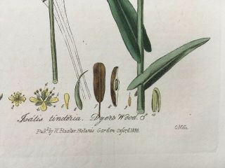 Baxter Botanical handcolored engraving ISATIS TINCTORIA OR DYER ' S WOAD 3