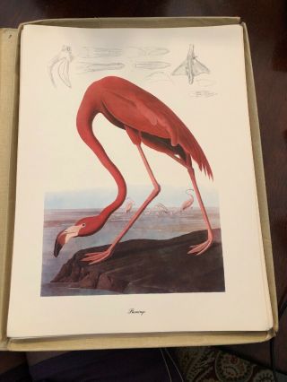 Vintage John James Audubon,  Flamingo Print,  Roger Tory Peterson Commentary