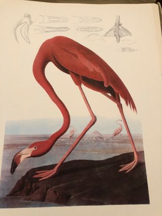 Vintage John James Audubon,  Flamingo Print,  Roger Tory Peterson Commentary 4