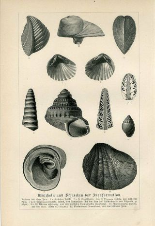 1887 Prehistoric Jurassic Mussels Marine Shells Antique Engraving Print Neumayr