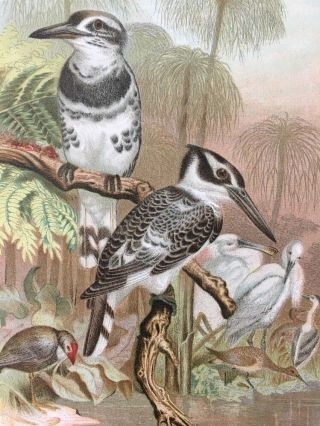 Black And White Kingfisher Birds 1898 Color Print Natural History