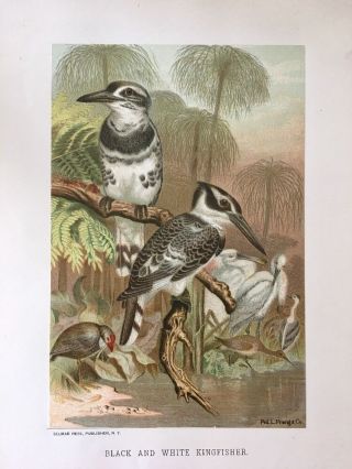 Black and White Kingfisher Birds 1898 Color Print Natural History 2