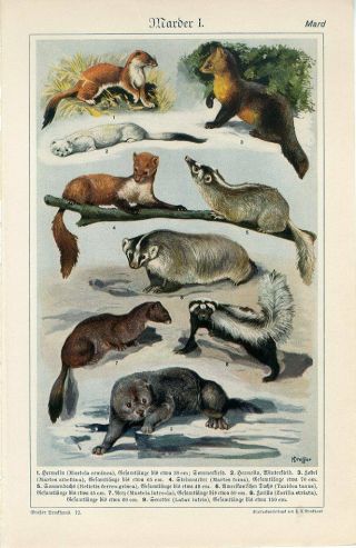 1920s Sea Otter Skunk Badger Raccoon Sable Marten Antique Mezzotint Print