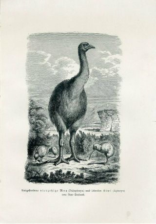 1894 Prehistoric Zealand Birds Moa And Kiwi Antique Litho Print Bilz