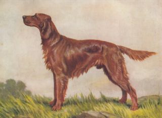 Early Irish Setter Dog Sporting Dog Breeds Vintage Color Art Print 1935