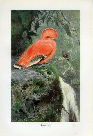 C1900 A.  Brehm Guianan Cock - Of - The - Rock Birds Antique Litho Print