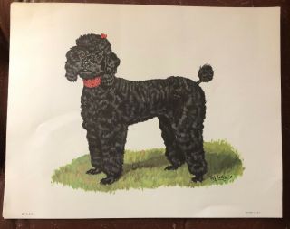 Vintage Ole Larsen Poodle Dog Print Only 11” X 14”