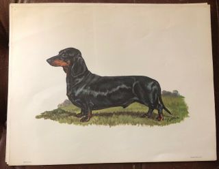 Vintage Ole Larsen Dachshund Dog Print Only 11” X 14”