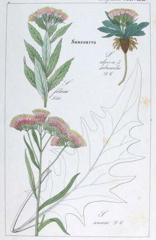 1830,  Rare Dietrich Flora Universalis Set - 2 - Handpainted Engr.  Saussurea Etc G44