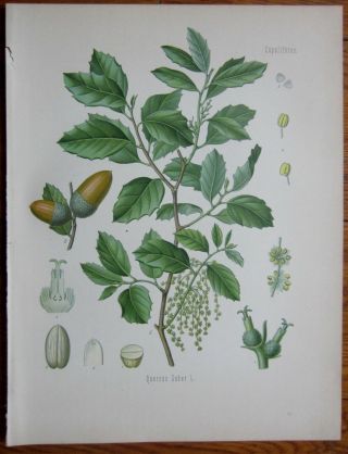 Koehler: Large Chromo Medicinal Plants Cork Oak - 1887