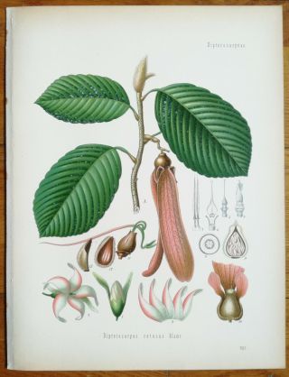 Koehler: Large Print Medicinal Plants Dipterocarpus Retusus - 1887