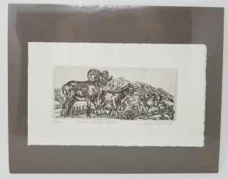 Rocky Mountain Bighorn Etching Print Marsha Howe Signed Numbered 13.  5 " X 10 5/8 "