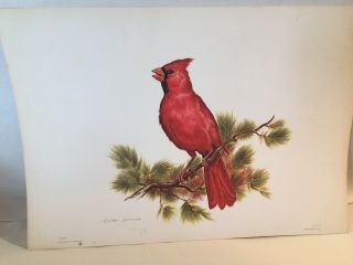 Vintage Watercolor Print Cardinal By Clark Bronson 13 X 9,  Utah Artist
