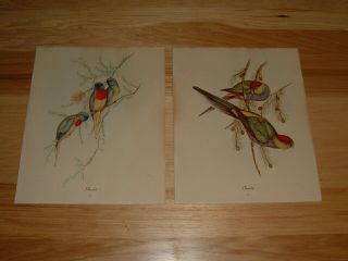 Two Vintage J.  Gould Bird Prints,  Printed By Sydney Lucas