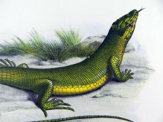 1860 Lizards Green Lizard - Fitzinger Folio Color Lithograph Hand Finish