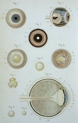 1846 Leveille Anatomy Optics - Hand Coloured Over Sepia Engraving