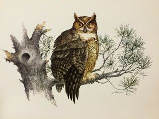 Vintage James L.  Lockhart Owl Art Print - 8 " X 11 " - Wildlife Print -