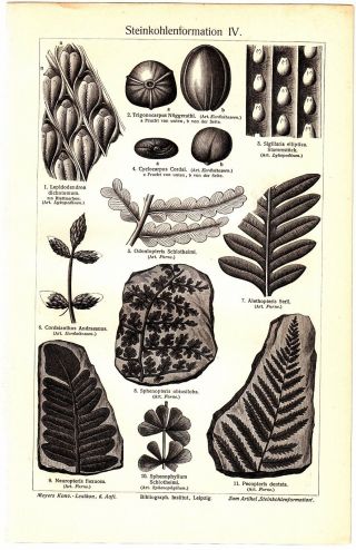 Ca 1890 Prehistoric Plants Fossil Antique Engraving Lithograph Print