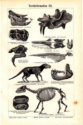 Ca 1890 Tertiary Formation Prehistory Antique Engraving Lithograph Print