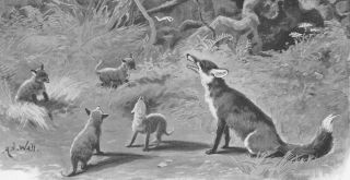 Fox Teaching Her Baby Foxes Wildlife Nature Animals Antique Art Print 1904
