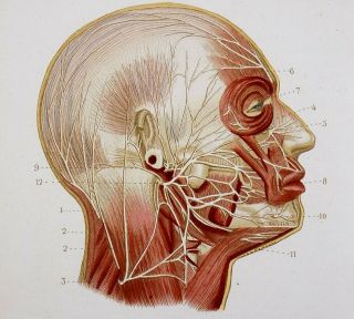 1846 Leveille Anatomy Head - Hand Coloured Over Sepia Engraving