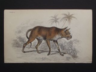 Dhole Of Ceylon - Lizar 