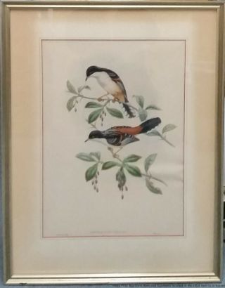 Antique Hand Colored Lithograph Gould Subject W Hart Walter Bird Botanical