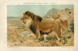 1895 African Lion Male Female Antique Chromolithograph Print R.  Friese