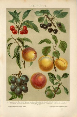 1895 Cherry Peach Apricot Plum Fruit Berry Antique Chromolithograph Print