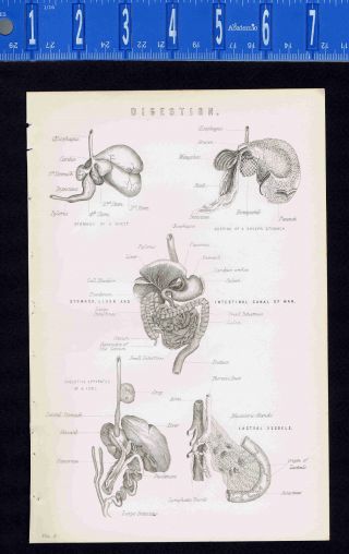 Digestion: Intestine,  Stomach,  Esophagus - 1880s Human Anatomy Print