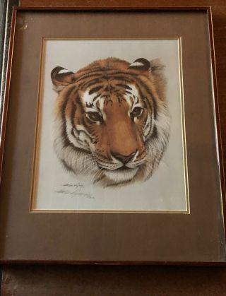 Limited Edition Signed,  Numbered,  Framed Harold Rigsby Print - Siberian Tiger.