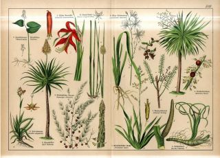 1882 Candelabra Aloe Dragon Tree Palm Sprekella Sweet Flag Print Folio Schubert