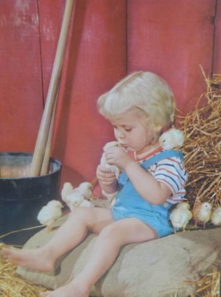 Little Girl In Hay With Baby Chicks 1950s Print