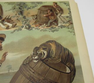 Antique Carl Offterdinger chromolithograph grabbing a tiger by the tail 4