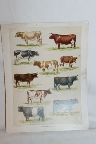 Antique C.  1899 Book Plate Print Litho - Various Breeds Of Standard Cattle 8.  5x11