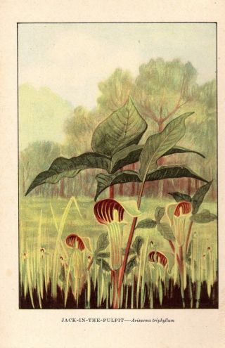 1926 Vintage Wild Flower " Jack In The Pulpit " Gorgeous Color Art Lithograph