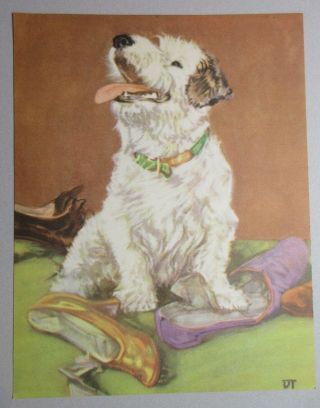 Sealyham Terrier Dog Chewing Up Shoes Vintage Art Print By Diana Thorne 1935